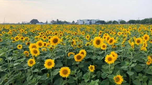 台南4公頃「向日葵黃金花海」爆炸盛開！姑爺里變身網美紓壓景點，賞花期預計到5月底