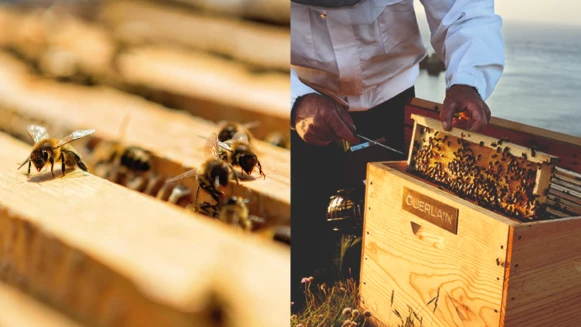 美妝界的環保行動:從蜜蜂復育、守護雨林到持續種樹,愛地球舉動超暖心!