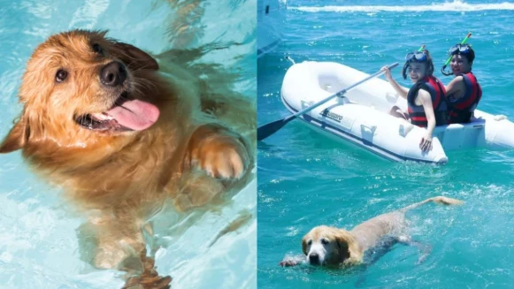 【寵物友善旅行】2020寵物友善推薦行程，今夏出遊終於可以帶上毛小孩了！