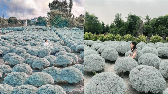 彰化下雪了！夢幻「雪白波波草」瀰漫北國風情，如小雪球般整齊排列，療癒指數破表