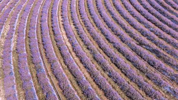 「2020桃園仙草花節」夢幻來襲！5.8公頃紫色花毯打造台版普羅旺斯花海，還有六大主題裝置超好拍