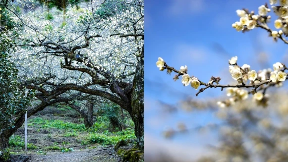 南投梅花夢幻盛開中！在地人推薦5大私房賞梅景點，快走進「雪白隧道」飽覽最美冬季畫面