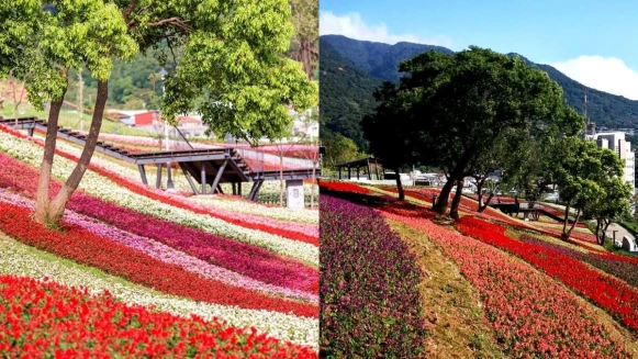 台版富良野花海-北投社三層崎公園1/26登場！3.5萬盆花草交織七彩繽紛花毯，最美花期曝光