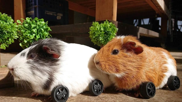 天竺鼠車車真鼠版！看了會中毒的超萌TOP10，準備好上車囉