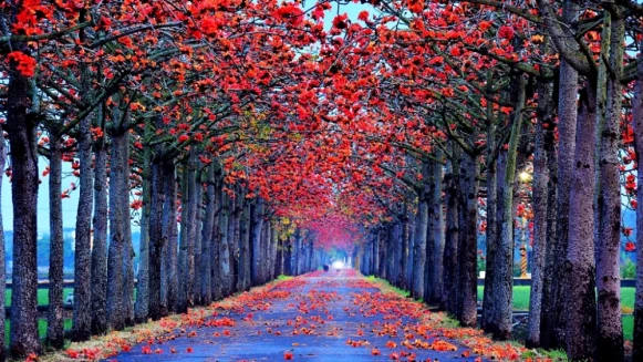 世界最美花海！2021台南白河木棉花季火紅綻放，23天限定春季美景登場，快牽心愛的人領略浪漫花語