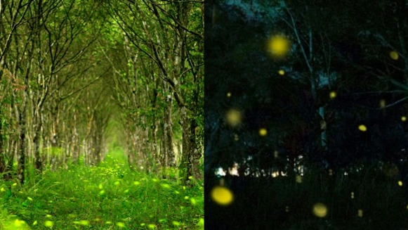 年度最浪漫「螢火蟲秘境」2/27開放！數量多到如一條會移動的銀河，入住全台最美飯店輕鬆圓夢