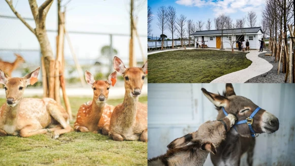 宜蘭新農場「星寶l鄉間小路」開幕！純白園區中親近大自然，餵梅花鹿、迷你驢萌翻天，還能當蔥農、賞四月雪