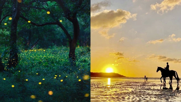 晶華酒店帶你去看螢火蟲！一探20萬隻火金姑秘境、感受春季限定螢光浪漫，還能在金黃夕陽下騎馬踏浪