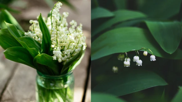 代表純潔幸福的鈴蘭花－英國凱特王妃御用捧花，花語為「幸福歸來」
