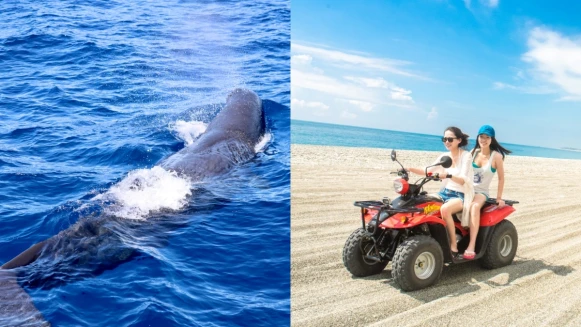 出海解悶去！太魯閣晶英酒店推「遊艇賞鯨」行程，2小時飽覽花蓮海洋生態，還能騎乘沙灘車賞清水斷崖