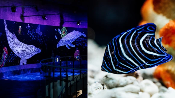 20公尺長「螢光廊道」夢幻登場！屏東海生館打造全新網美打卡牆，還能與鯨共舞、看珊瑚礁幼魚悠游