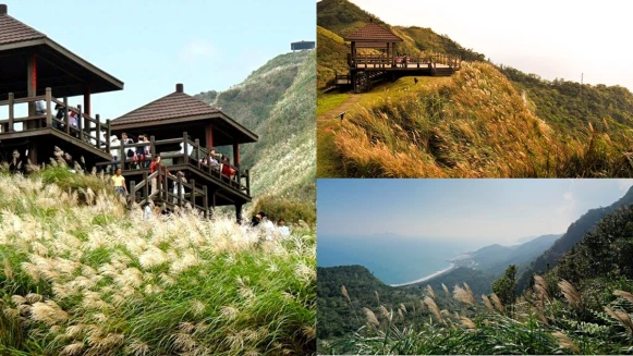 2021年草嶺古道芒花季交通懶人包！秋天限定「銀白海浪」隨風搖曳美呆