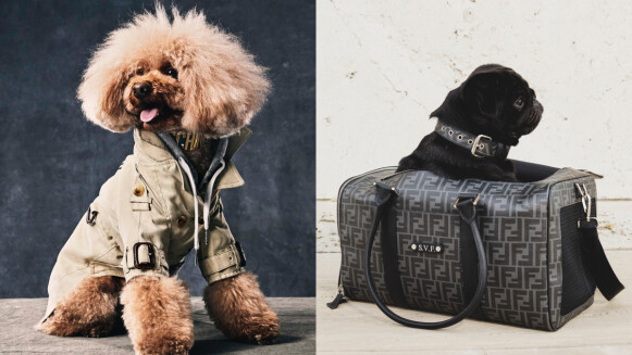 2021精品寵物配件盤點！水晶頸圈、老花皮革牽繩，毛小孩的時髦配件搜羅