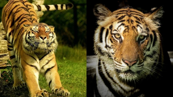 2022虎年吉祥話有哪些？創意搞笑諧音梗、英文句子、四字拜年賀詞一次看