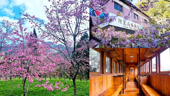 2022阿里山櫻花季夢幻盛開！上千棵粉嫩花海美呆，10大賞櫻景點、檜木賞櫻列車、交通管制資訊快筆記