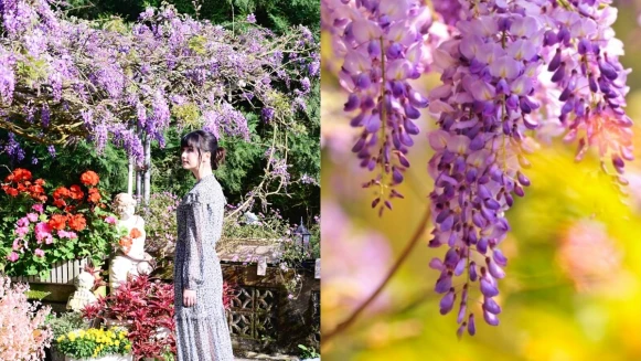 嘉義變身限定一個月紫色山城！「2022瑞里紫藤花季」最佳賞花點、11大瀑布步道、交通資訊懶人包