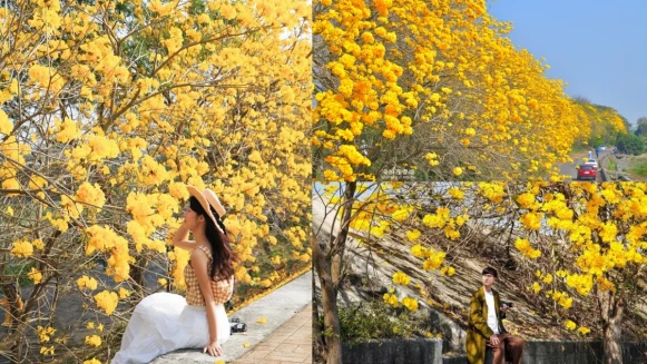 3月賞花必衝嘉義黃金風鈴木！七大「黃金隧道」景點總整理，整排黃澄澄夢幻畫面洗版IG