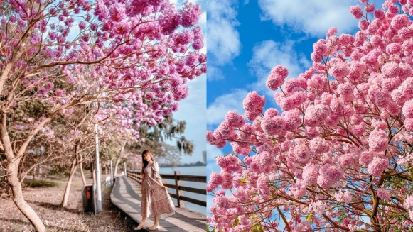 美到不輸櫻花！特搜全台「粉紅風鈴木」景點，宛如樹上長出草莓棉花糖，少女心一秒爆發