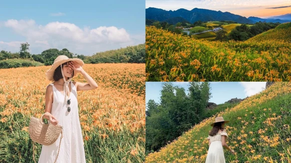 2023花東金針花季來襲！整片金黃花海宛如仙境，最佳賞花景點、日期一次看