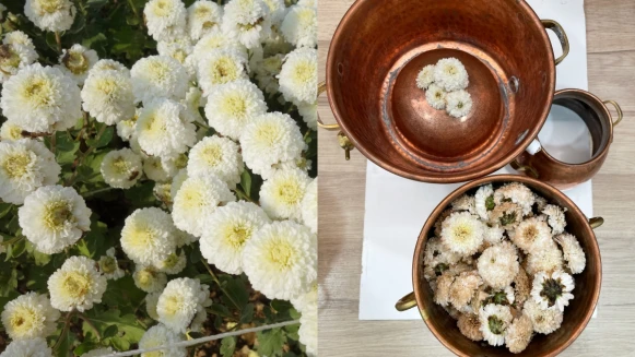 秋天最當季的杭菊純露自己做!蒸餾方法以及運用在生活上的撇步通通公開