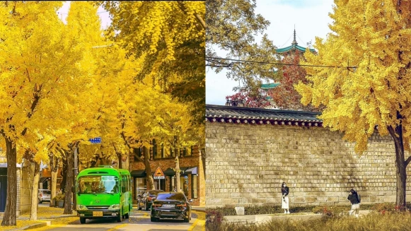 【Julia韓國觀察筆記】首爾銀杏懶人包，4大秋天必訪步道推薦