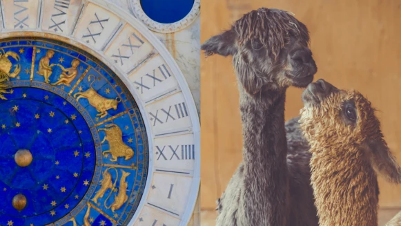 Celine蒔琳老師2023星座大預言：12星座桃花運篇（含TOP3排名）