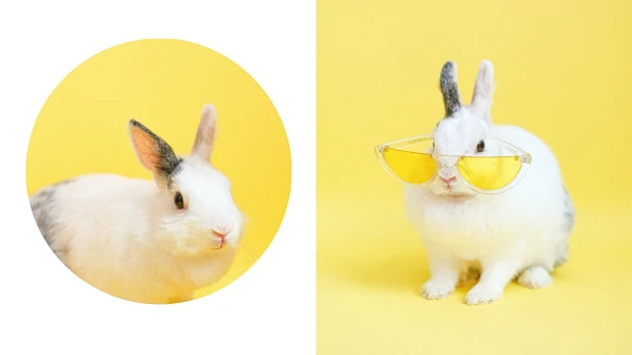 2023兔年祝福吉祥話有哪些？超好用60+新年創意諧音梗、拜年祝賀詞、英文版一次看