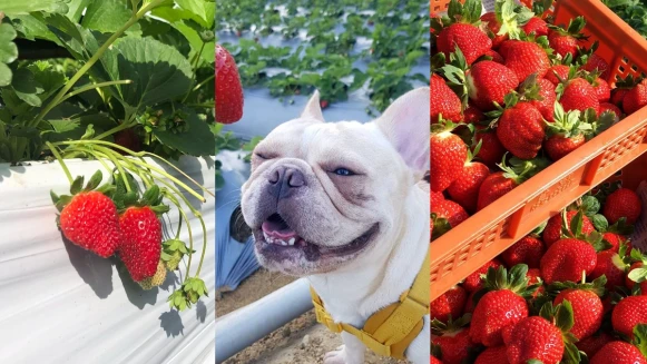 全台5大人氣採草莓園區盤點！日系園區、寵物友善空間通通有，還能把「白草莓」帶回家