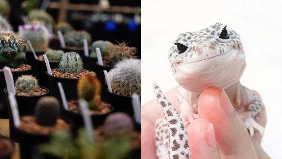 來去看超萌守宮！台中第一場植物爬蟲市集「艸我的方向走來」3月登場