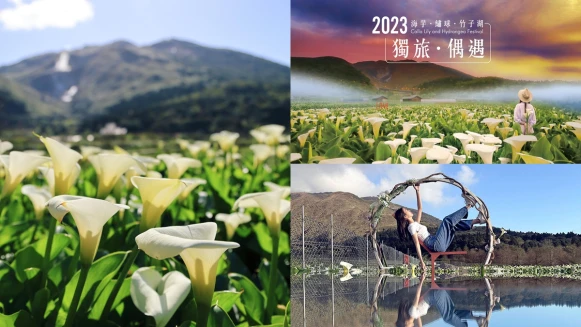 2023陽明山海芋季仙氣登場！限時一個月純白花海超唯美，交通資訊、地景花藝打卡點快筆記
