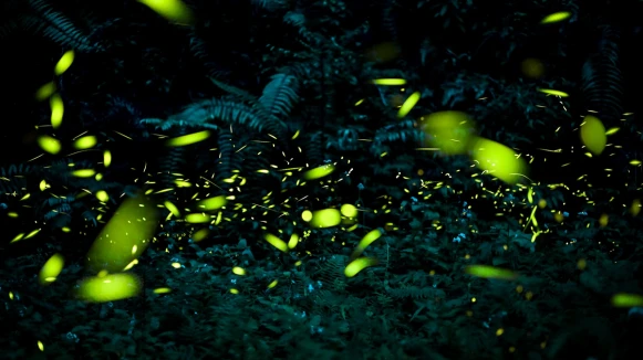 2024螢火蟲季登場！全台10大螢火蟲景點總整理，純賞螢、一日遊行程通通有