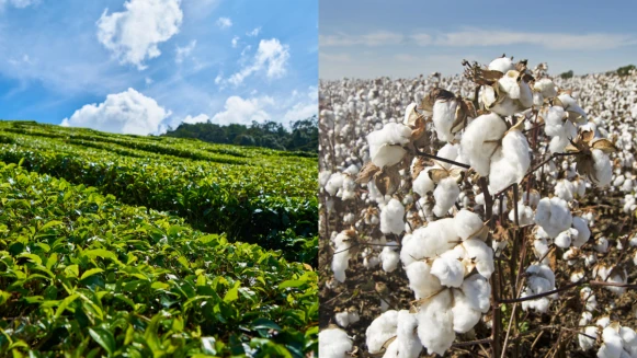 SDGs永續目標｜開雲集團也投入參與！再生農業貼近自然 讓土壤與環境再生