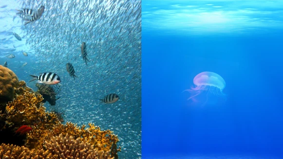 日本福島核廢水排放安全嗎？海鮮還能不能吃？台灣三大因應措施一次看