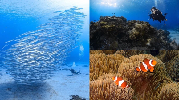 【玩咖初體驗】水肺潛水新手攻略！考證照要花多少錢、不會游泳也可以學嗎？7個QA替你解惑