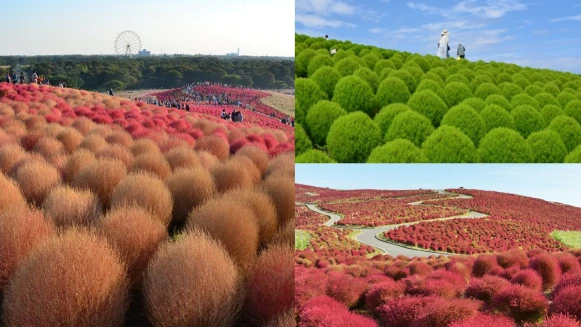 圓滾滾、毛茸茸「波波草」正轉紅！3大掃帚草景點上萬株花海盛放超壯觀