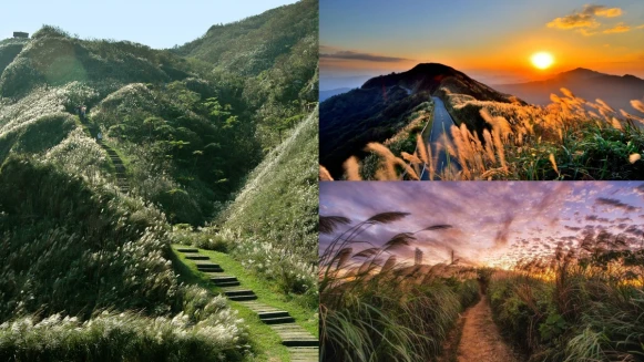 2024全台芒草景點整理！7大秋季限定「銀白海浪」盛開，夢幻花海超療癒