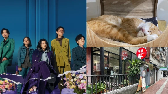 寵物咖啡廳推薦｜金曲樂團「麋先生」的鐵漢柔情，「喵屋Meow輕食餐廳」讓你盡情吸貓