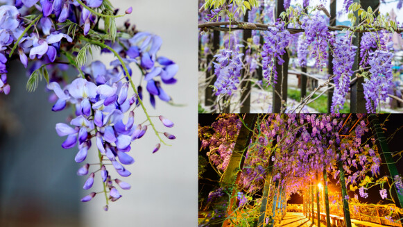 嘉義變身限定一個月紫色山城！「2024瑞里紫藤花季」公開28大最佳賞花點，還有野餐派對浪漫登場