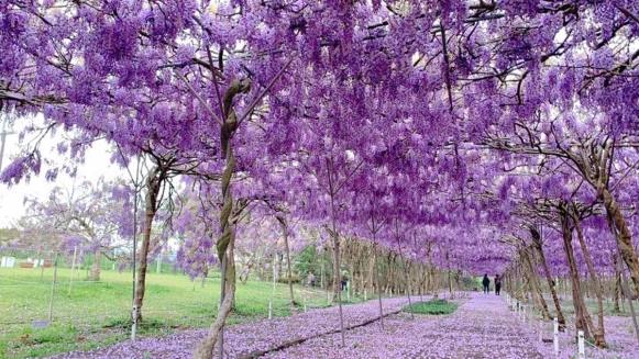 全台最大淡水紫藤花園公布2024花期！上千株夢幻花瀑限定開放19天，春季必拍美景引爆期待