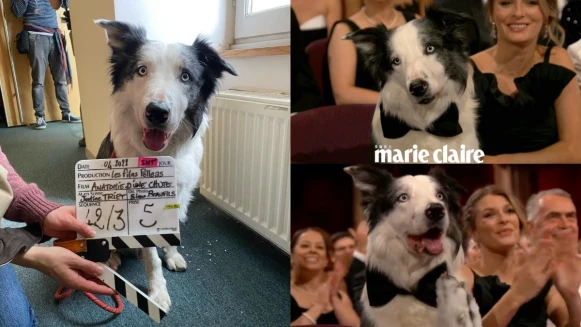 《墜惡真相》狗狗Messi太會演!獲狗狗金棕櫚獎人氣不斷,被投訴出席頒獎典禮?奧斯卡:它是最重要的狗狗!