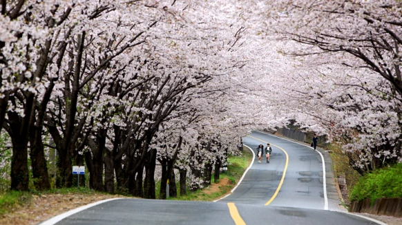 2024韓國櫻花預測出爐！3/22粉色花海夢幻綻放，20大最佳賞櫻景點無私公開