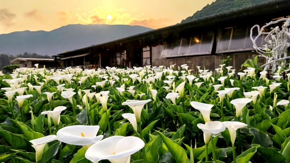 2024陽明山海芋季起跑！白色花海綻放超療癒，7大必拍地景、大眾交通資訊懶人包