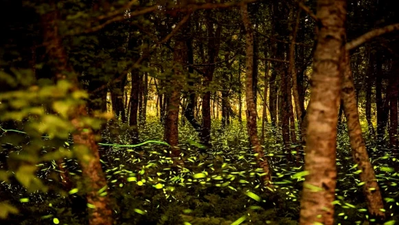 全台最早螢火蟲季起跑！花蓮破千公頃森林園區、上百隻火金姑奇幻飛舞，兩天一夜遊程推薦