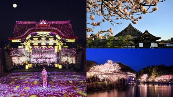 日本古城「京都」魅力賞櫻勝地三選一次收！ 日夜盡享春櫻景色萬種風情