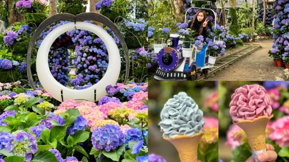 全台唯一「繡球花小火車」在花露農場！6萬朵花海、夢幻霜淇淋限時三個月浪漫登場
