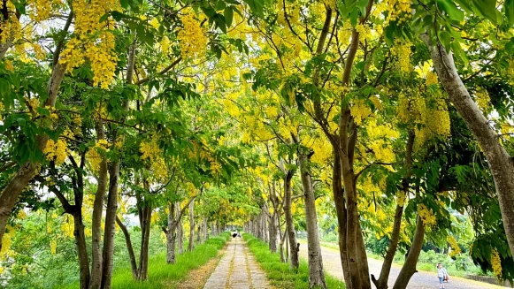 初夏限定「黃金雨」太美了！台南虎頭埤阿勃勒花季12大打卡點一次看，還有市集、音樂演出快衝