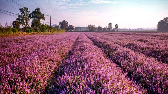 【解壓小出走】「紫色花田遊樂園」限時9天!2024桃園仙草嘉年華4大裝置、交通一次看