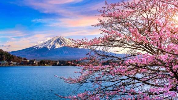 2025日本櫻花開了！各地賞櫻花預測時間表，東京3/24綻放粉色花海