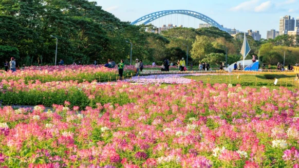 超夢幻「仙氣花海」只到2月底！數十萬盆花草交織粉色浪漫畫面，捷運走10分鐘就能到