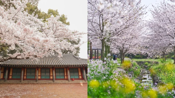 【Julia韓國觀察筆記】櫻花季起跑，濟州島賞櫻景點8選